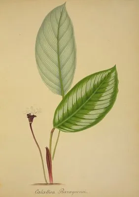 Mon Jardin a Ceylan Pl.096 (1896) (Mon Jardin a Ceylan Pl.096 (1896))