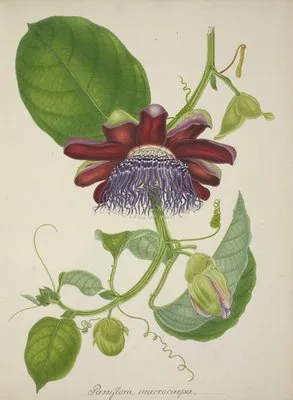 Mon Jardin a Ceylan Pl.099 (1896) (Mon Jardin a Ceylan Pl.099 (1896))