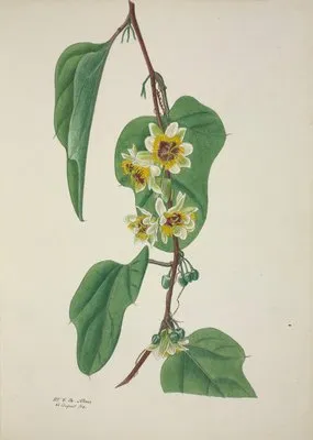 Mon Jardin a Ceylan Pl.100 (1896) (Mon Jardin a Ceylan Pl.100 (1896))