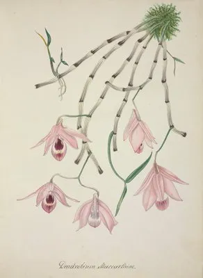 Mon Jardin a Ceylan Pl.101 (1896) (Mon Jardin a Ceylan Pl.101 (1896))