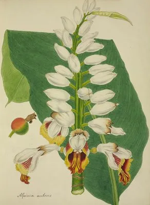 Mon Jardin a Ceylan Pl.102 (1896) (Mon Jardin a Ceylan Pl.102 (1896))
