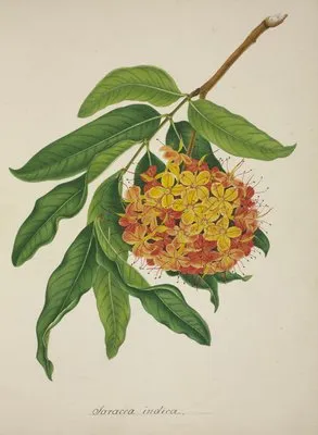 Mon Jardin a Ceylan Pl.103 (1896) (Mon Jardin a Ceylan Pl.103 (1896))