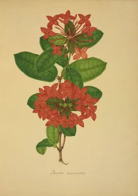 Mon Jardin a Ceylan Pl.104 (1896) (Mon Jardin a Ceylan Pl.104 (1896))