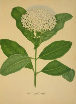 Mon Jardin a Ceylan Pl.107 (1896) (Mon Jardin a Ceylan Pl.107 (1896))