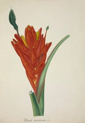 Mon Jardin a Ceylan Pl.110 (1896) (Mon Jardin a Ceylan Pl.110 (1896))