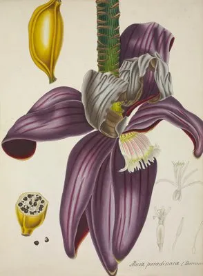Mon Jardin a Ceylan Pl.111 (1896) (Mon Jardin a Ceylan Pl.111 (1896))