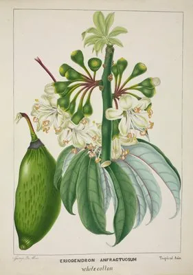 Mon Jardin a Ceylan Pl.112 (1896) (Mon Jardin a Ceylan Pl.112 (1896))