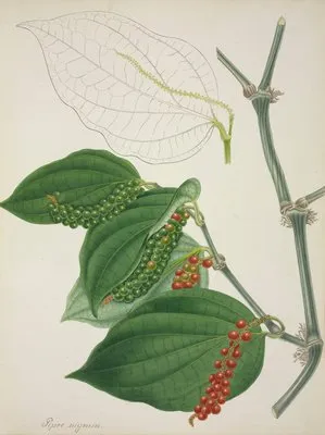 Mon Jardin a Ceylan Pl.116 (1896) (Mon Jardin a Ceylan Pl.116 (1896))