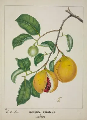 Mon Jardin a Ceylan Pl.117 (1896) (Mon Jardin a Ceylan Pl.117 (1896))