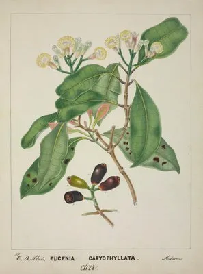 Mon Jardin a Ceylan Pl.119 (1896) (Mon Jardin a Ceylan Pl.119 (1896))