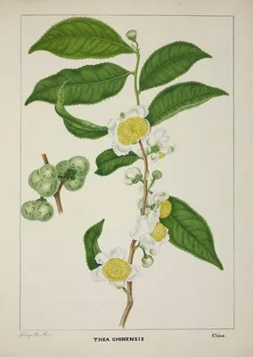 Mon Jardin a Ceylan Pl.121 (1896) (Mon Jardin a Ceylan Pl.121 (1896))