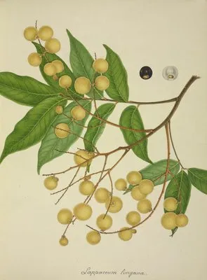 Mon Jardin a Ceylan Pl.136 (1896) (Mon Jardin a Ceylan Pl.136 (1896))