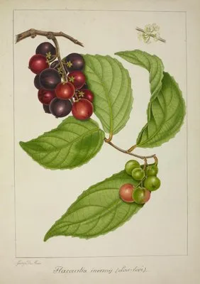 Mon Jardin a Ceylan Pl.141 (1896) (Mon Jardin a Ceylan Pl.141 (1896))