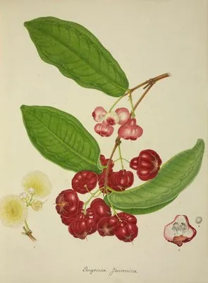 Mon Jardin a Ceylan Pl.148 (1896) (Mon Jardin a Ceylan Pl.148 (1896))