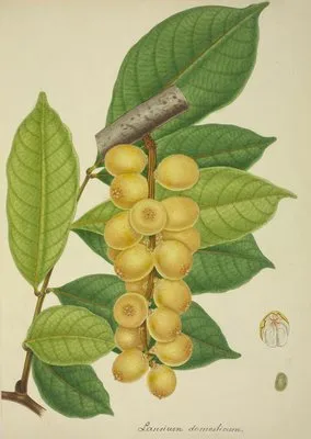 Mon Jardin a Ceylan Pl.150 (1896) (Mon Jardin a Ceylan Pl.150 (1896))
