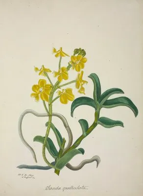 Mon Jardin a Ceylan Pl.159 (1896) (Mon Jardin a Ceylan Pl.159 (1896))