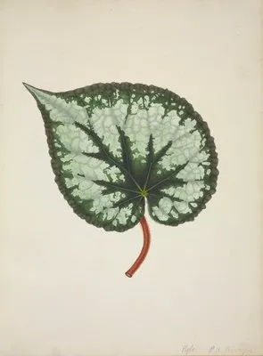 Mon Jardin a Ceylan Pl.174 (1896) (Mon Jardin a Ceylan Pl.174 (1896))