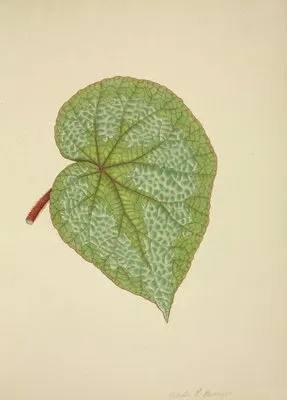 Mon Jardin a Ceylan Pl.193 (1896) (Mon Jardin a Ceylan Pl.193 (1896))