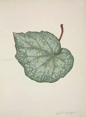 Mon Jardin a Ceylan Pl.202 (1896) (Mon Jardin a Ceylan Pl.202 (1896))