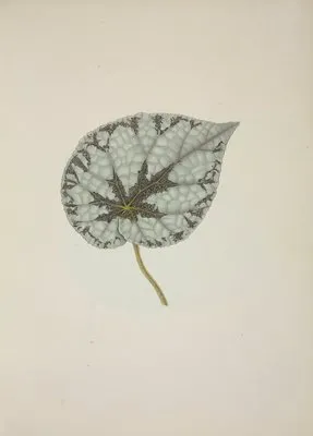 Mon Jardin a Ceylan Pl.229 (1896) (Mon Jardin a Ceylan Pl.229 (1896))