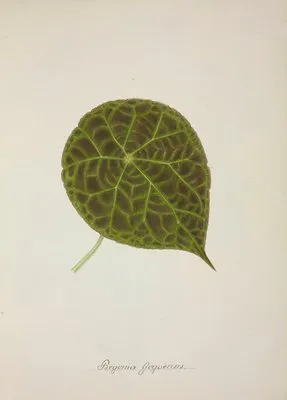 Mon Jardin a Ceylan Pl.239 (1896) (Mon Jardin a Ceylan Pl.239 (1896))