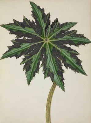Mon Jardin a Ceylan Pl.241 (1896) (Mon Jardin a Ceylan Pl.241 (1896))