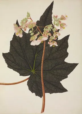 Mon Jardin a Ceylan Pl.242 (1896) (Mon Jardin a Ceylan Pl.242 (1896))