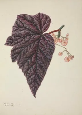 Mon Jardin a Ceylan Pl.243 (1896) (Mon Jardin a Ceylan Pl.243 (1896))