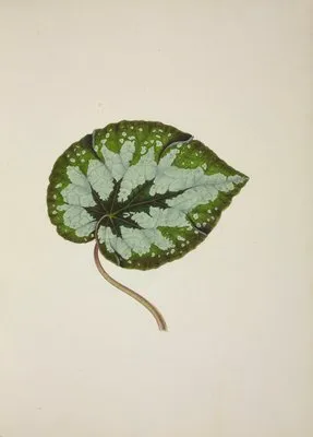 Mon Jardin a Ceylan Pl.245 (1896) (Mon Jardin a Ceylan Pl.245 (1896))