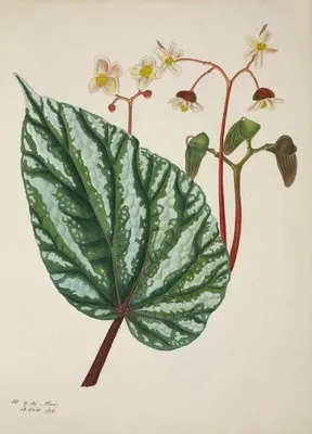 Mon Jardin a Ceylan Pl.247 (1896) (Mon Jardin a Ceylan Pl.247 (1896))