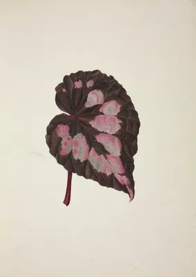 Mon Jardin a Ceylan Pl.249 (1896) (Mon Jardin a Ceylan Pl.249 (1896))