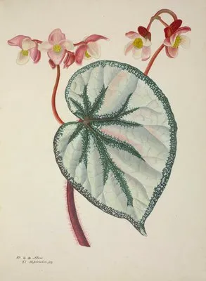 Mon Jardin a Ceylan Pl.252 (1896) (Mon Jardin a Ceylan Pl.252 (1896))