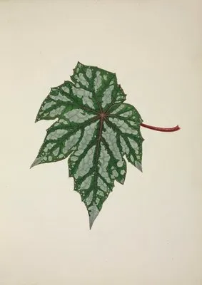 Mon Jardin a Ceylan Pl.253 (1896) (Mon Jardin a Ceylan Pl.253 (1896))
