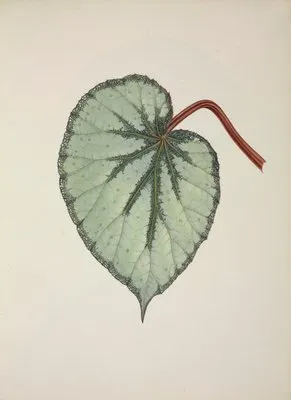 Mon Jardin a Ceylan Pl.254 (1896) (Mon Jardin a Ceylan Pl.254 (1896))