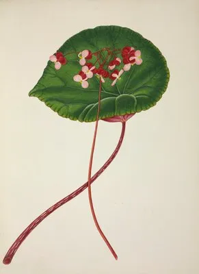 Mon Jardin a Ceylan Pl.255 (1896) (Mon Jardin a Ceylan Pl.255 (1896))