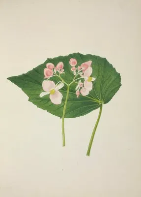 Mon Jardin a Ceylan Pl.256 (1896) (Mon Jardin a Ceylan Pl.256 (1896))