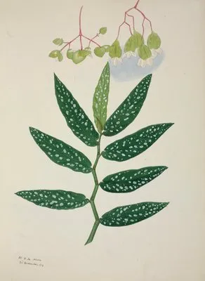 Mon Jardin a Ceylan Pl.258 (1896) (Mon Jardin a Ceylan Pl.258 (1896))