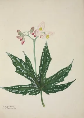 Mon Jardin a Ceylan Pl.259 (1896) (Mon Jardin a Ceylan Pl.259 (1896))