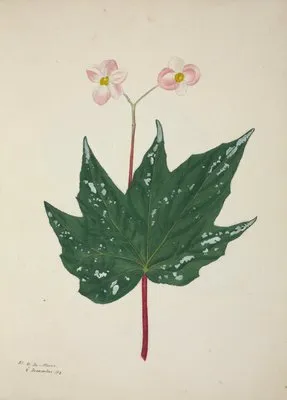 Mon Jardin a Ceylan Pl.260 (1896) (Mon Jardin a Ceylan Pl.260 (1896))