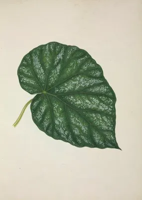 Mon Jardin a Ceylan Pl.261 (1896) (Mon Jardin a Ceylan Pl.261 (1896))