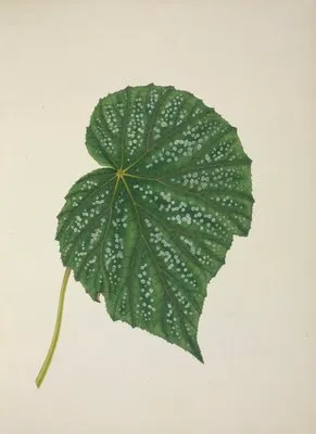 Mon Jardin a Ceylan Pl.262 (1896) (Mon Jardin a Ceylan Pl.262 (1896))
