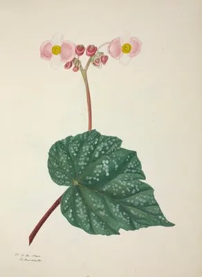 Mon Jardin a Ceylan Pl.263 (1896) (Mon Jardin a Ceylan Pl.263 (1896))