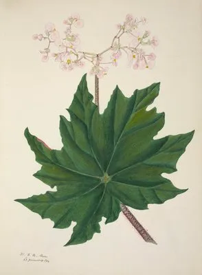 Mon Jardin a Ceylan Pl.264 (1896) (Mon Jardin a Ceylan Pl.264 (1896))