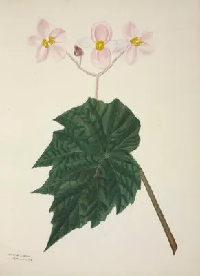 Mon Jardin a Ceylan Pl.265 (1896) (Mon Jardin a Ceylan Pl.265 (1896))