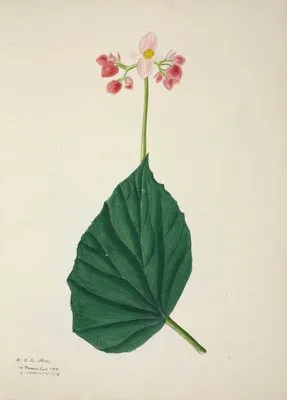 Mon Jardin a Ceylan Pl.266 (1896) (Mon Jardin a Ceylan Pl.266 (1896))
