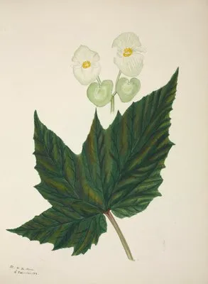 Mon Jardin a Ceylan Pl.267 (1896) (Mon Jardin a Ceylan Pl.267 (1896))