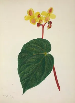 Mon Jardin a Ceylan Pl.268 (1896) (Mon Jardin a Ceylan Pl.268 (1896))
