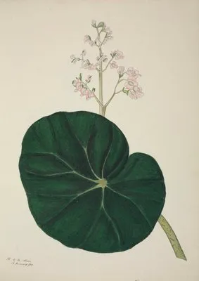 Mon Jardin a Ceylan Pl.269 (1896) (Mon Jardin a Ceylan Pl.269 (1896))