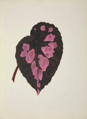 Mon Jardin a Ceylan Pl.271 (1896) (Mon Jardin a Ceylan Pl.271 (1896))