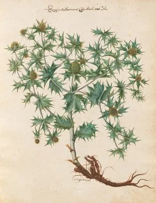 Piante varie Pl.01 (1650) (Piante varie Pl.01 (1650))
